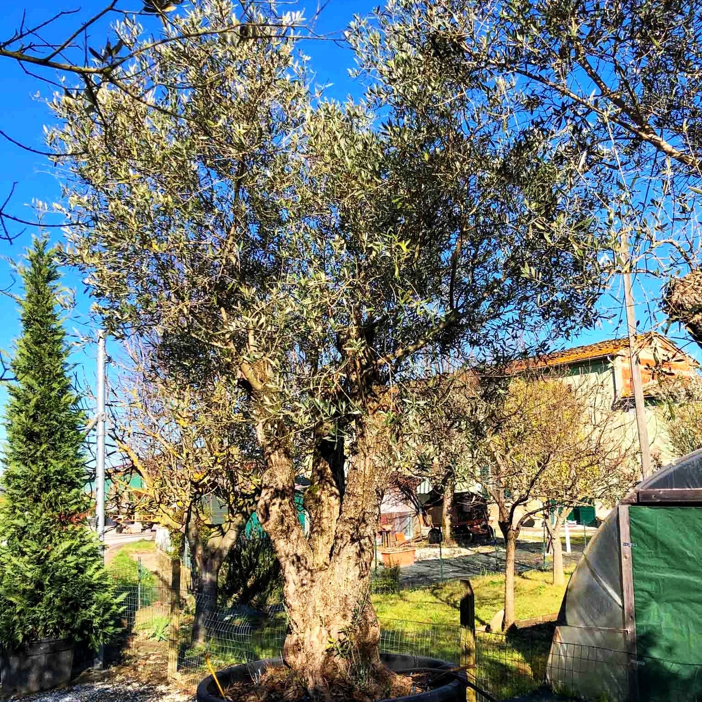 Olive (Olea europaea)
