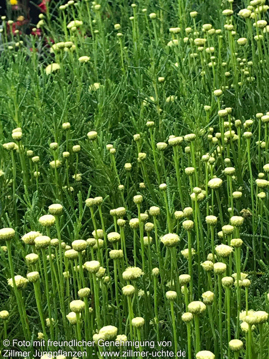 Olivenkraut (Santolina rosmarinifolia)