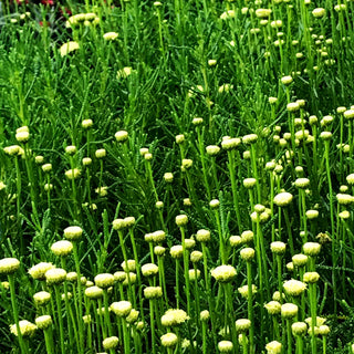 Olivenkraut (Santolina rosmarinifolia)