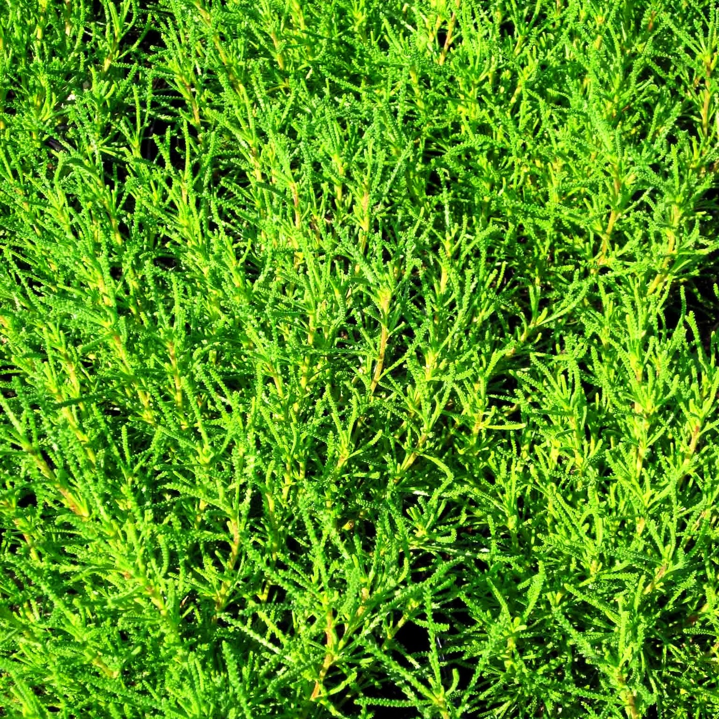Olivenkraut (Santolina rosmarinifolia)