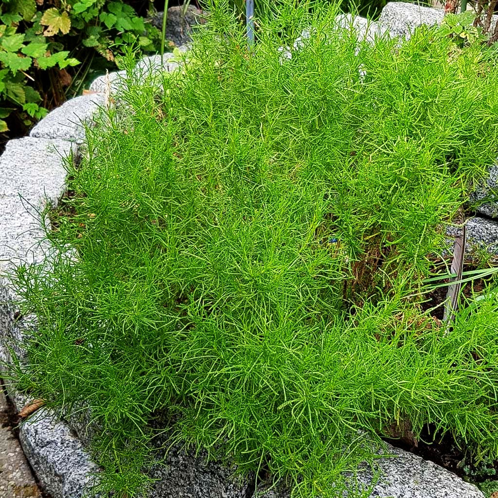 Olivenkraut (Santolina rosmarinifolia)