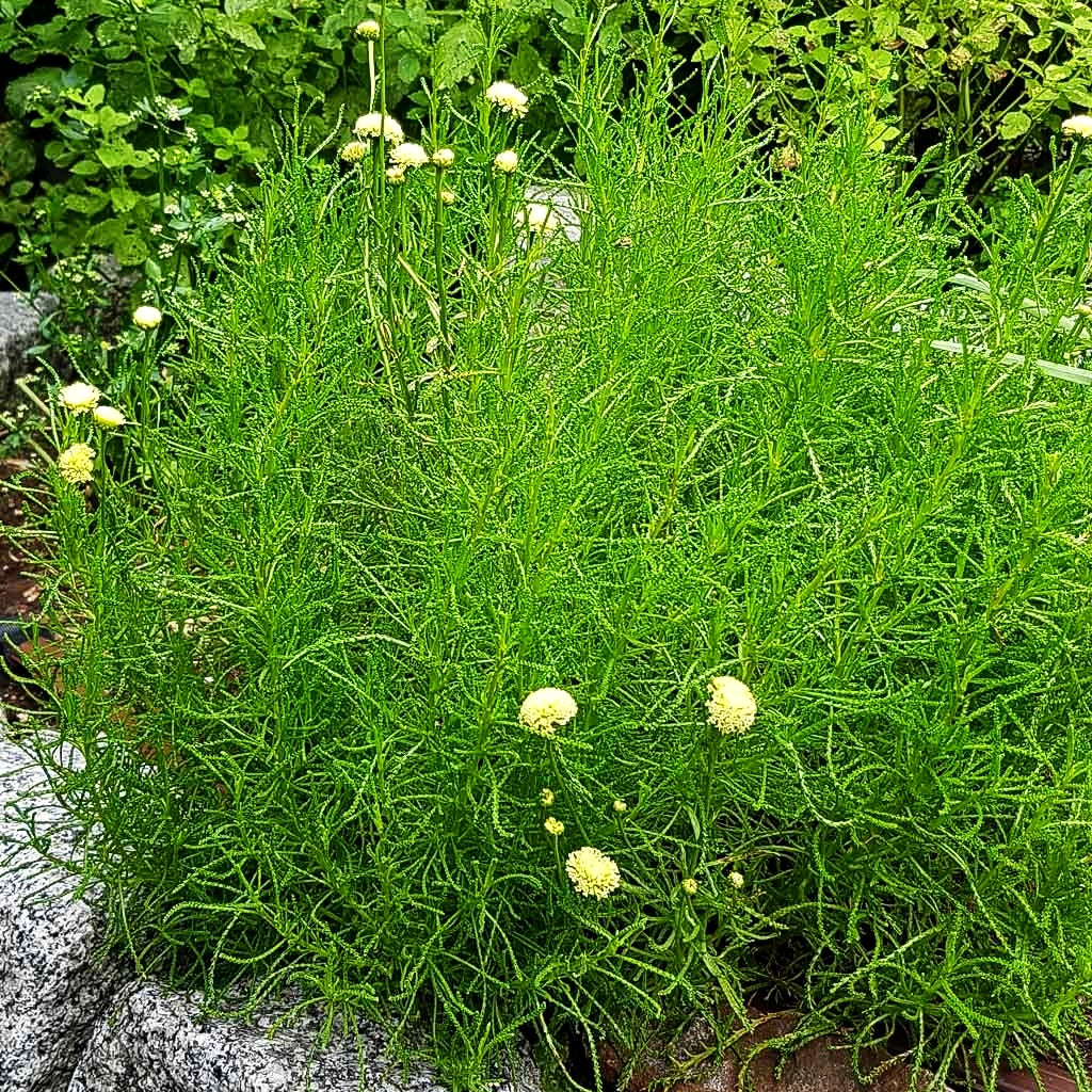 Olivenkraut (Santolina rosmarinifolia)