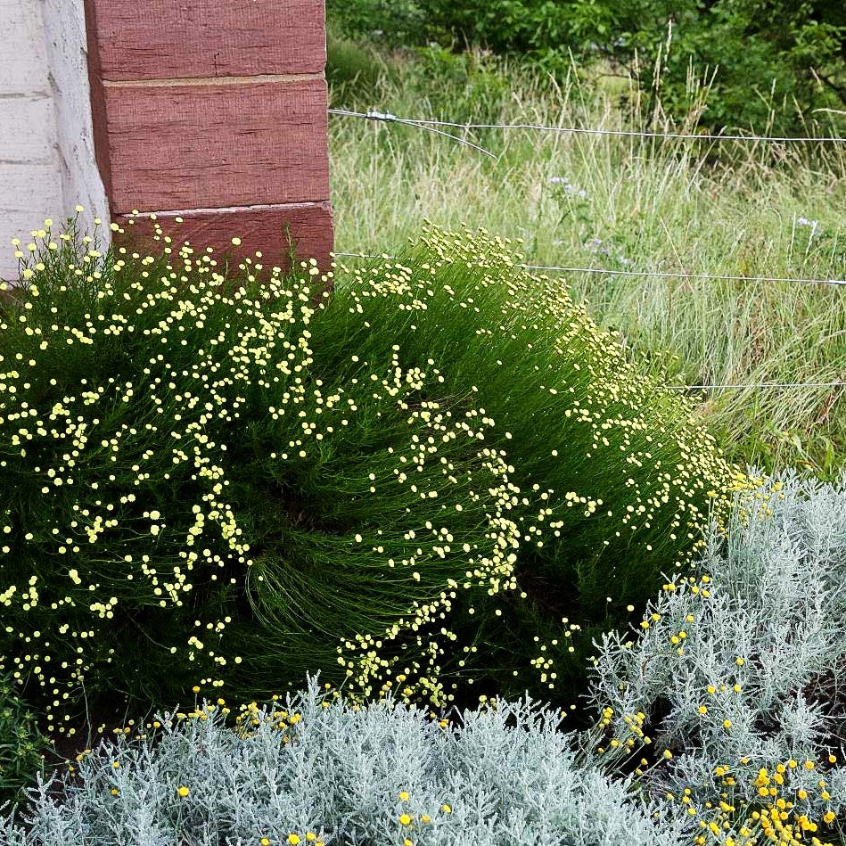 Olivenkraut (Santolina rosmarinifolia)