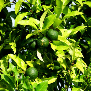 Orange 'Arancio' (Citrus sinensis)