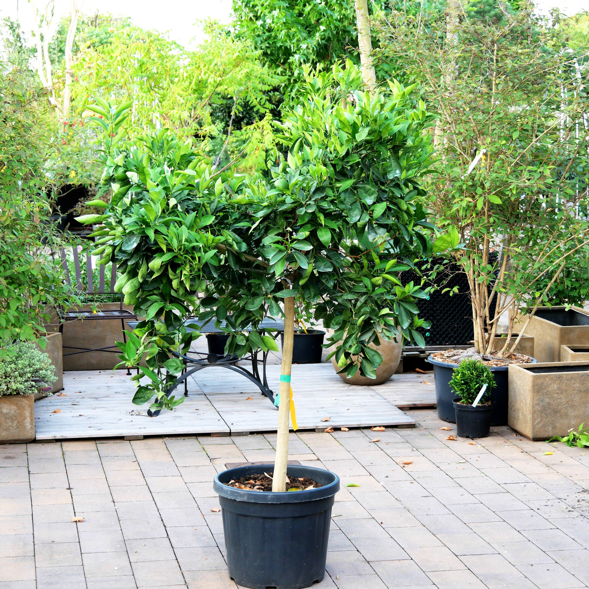 Orange 'Arancio' (Citrus sinensis)