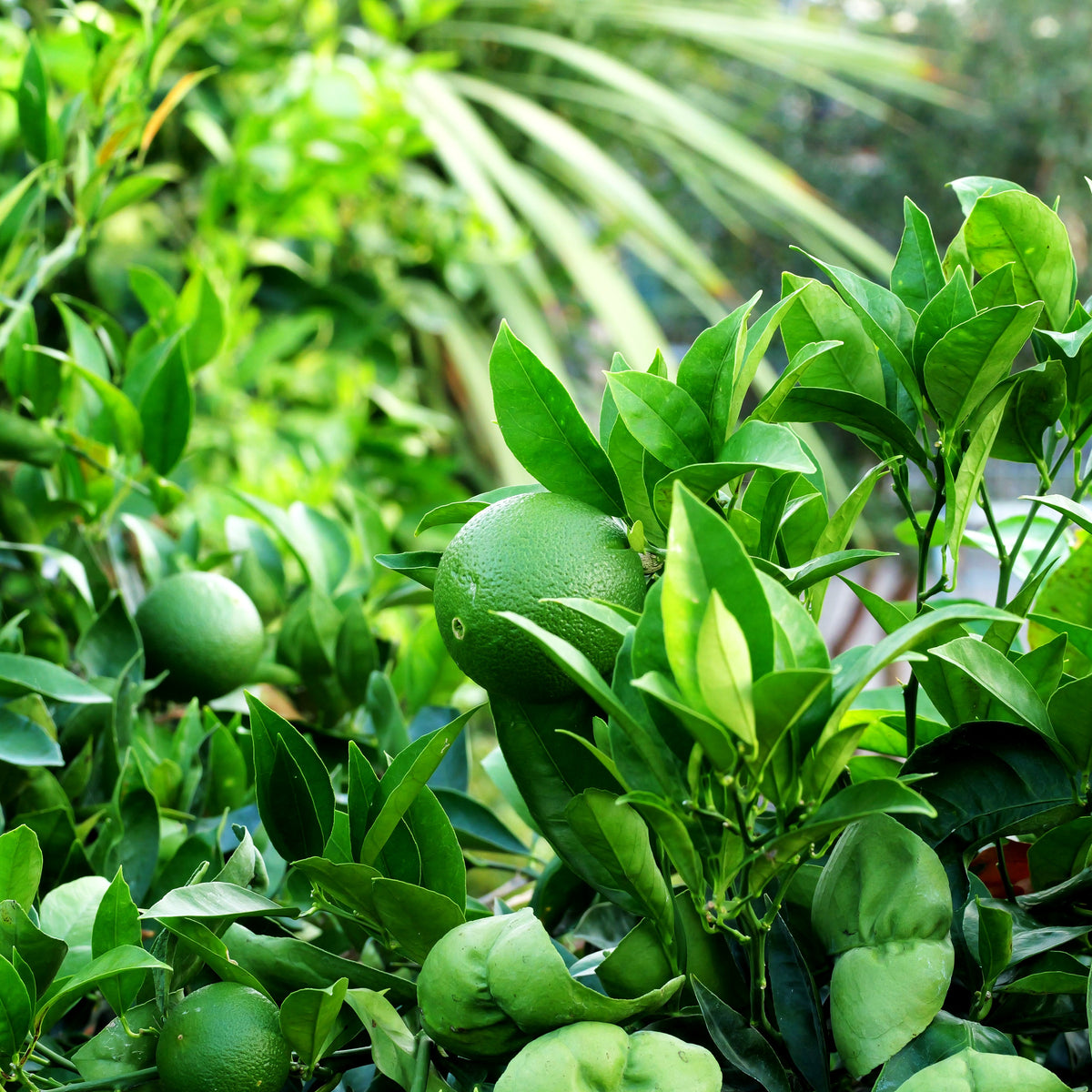 Orange 'Arancio' (Citrus sinensis)