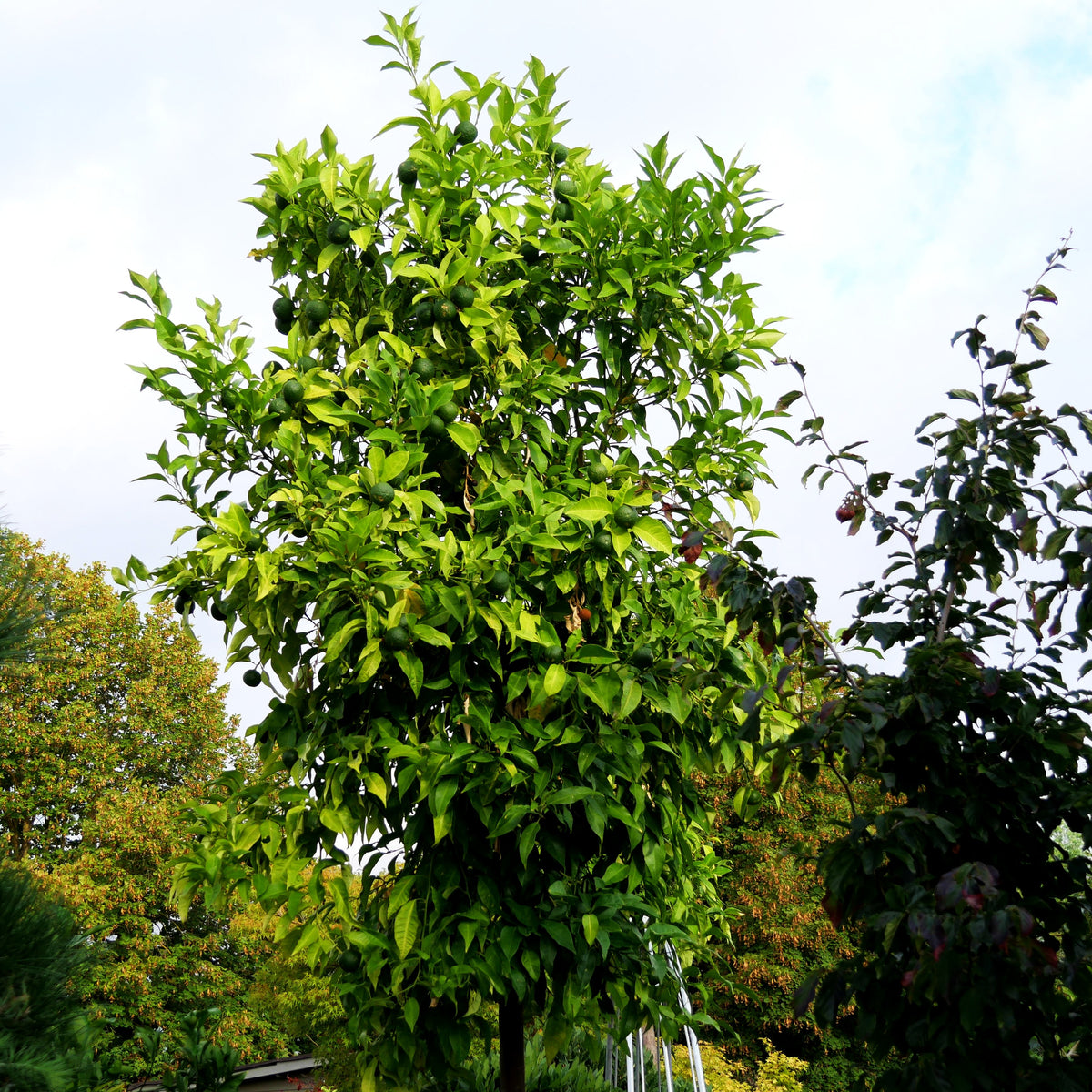Orange 'Arancio' (Citrus sinensis)