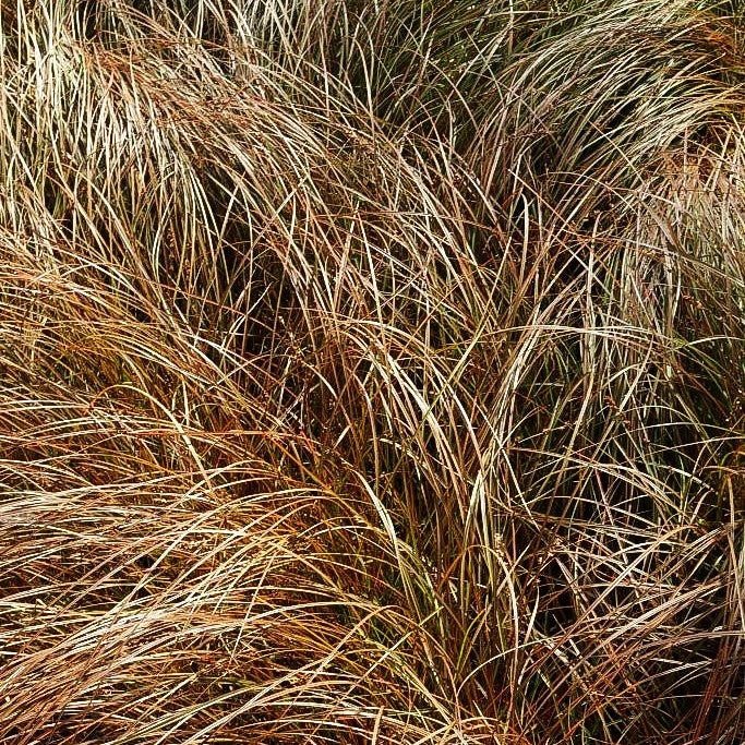 Orangebraune Segge (Carex secta var.tenuiculmis)