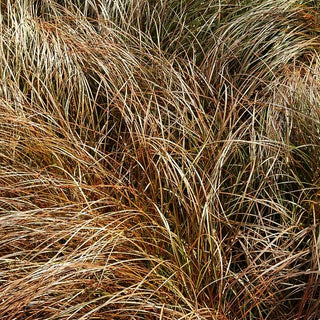 Orangebraune Segge (Carex secta var.tenuiculmis)