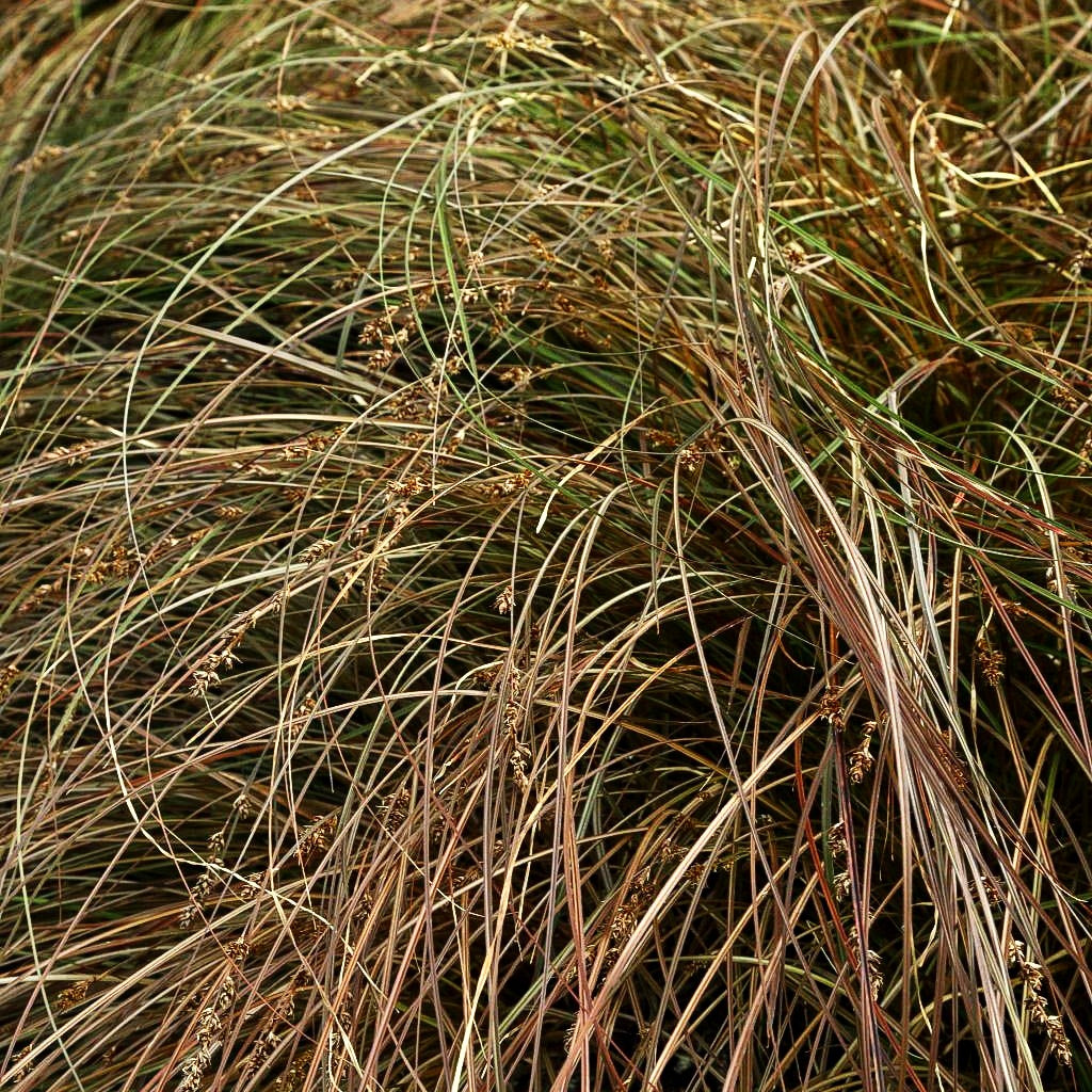 Orangebraune Segge (Carex secta var.tenuiculmis)