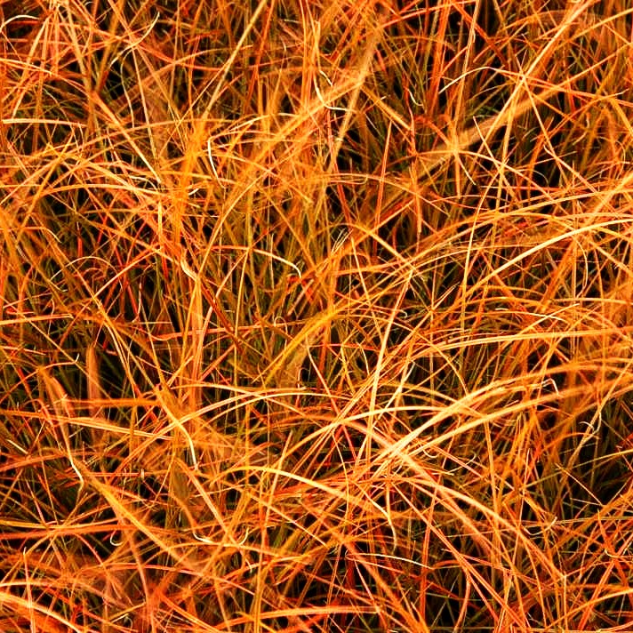 Orangebraune Segge (Carex secta var.tenuiculmis)