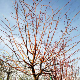 Orangeholzige Winterlinde 'Winter Orange' (Tilia cordata)