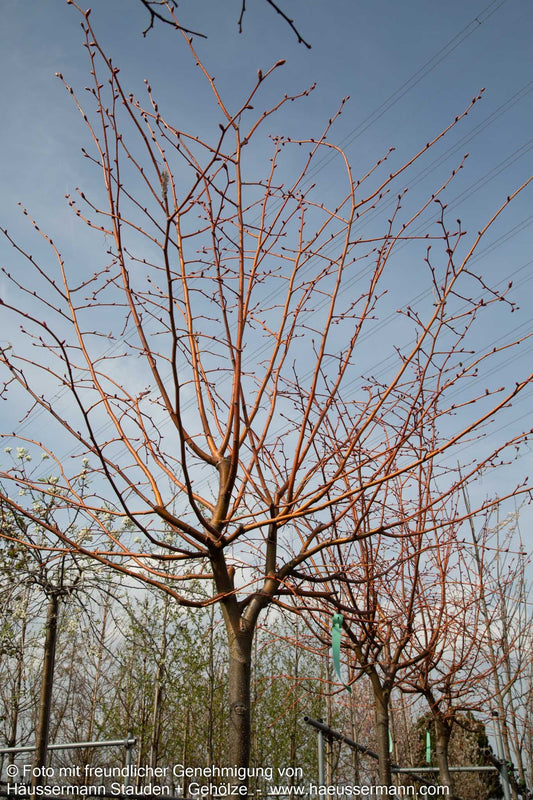 Orangeholzige Winterlinde 'Winter Orange' (Tilia cordata)