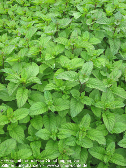 Orangen-Minze 'Orange' (Mentha x piperita var.citrata)