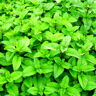 Orangen-Minze 'Orange' (Mentha x piperita var.citrata)