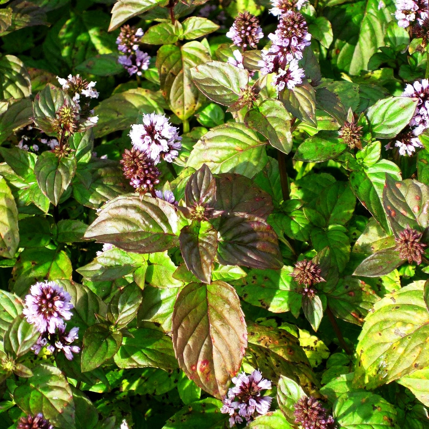 Orangen-Minze 'Orange' (Mentha x piperita var.citrata)