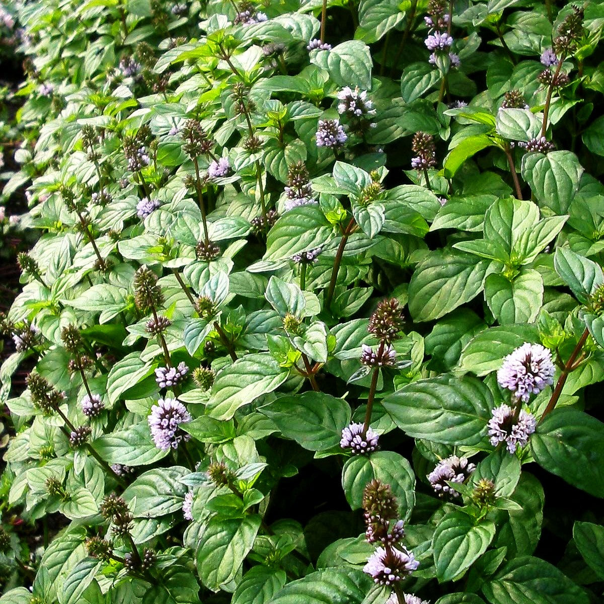 Orangen-Minze 'Orange' (Mentha x piperita var.citrata)