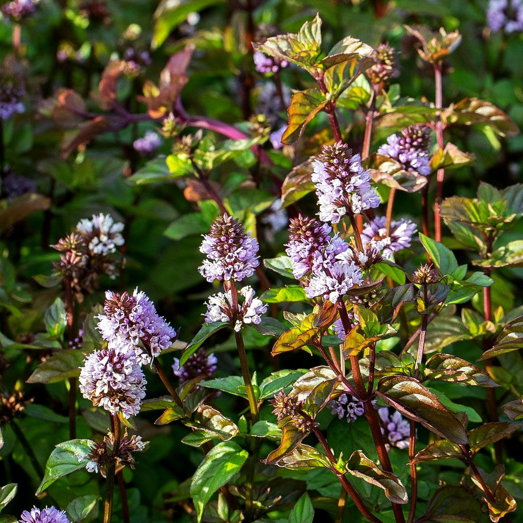 Orangen-Minze 'Orange' (Mentha x piperita var.citrata)