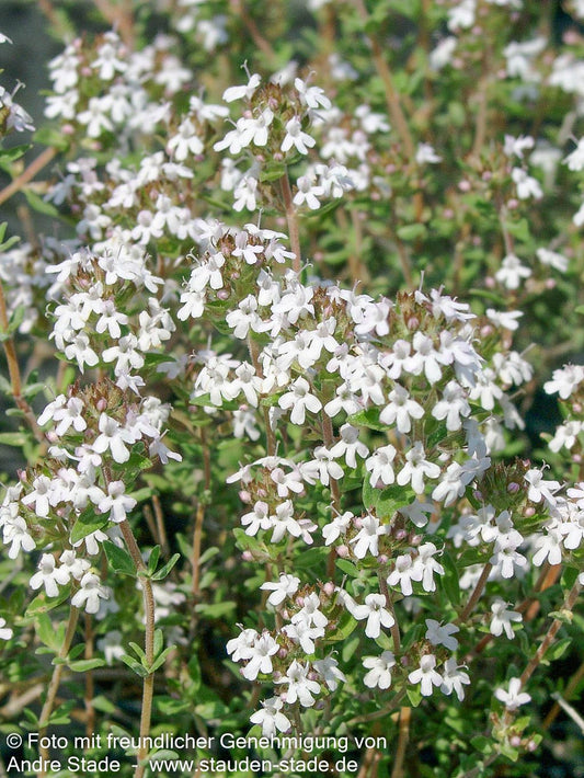 Orangen-Thymian 'Fragrantissimus' (Thymus vulgaris)