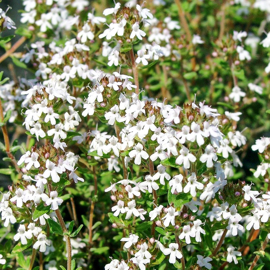 Orangen-Thymian 'Fragrantissimus' (Thymus vulgaris)