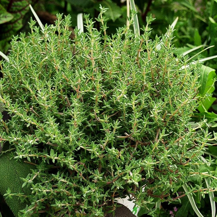 Orangen-Thymian 'Fragrantissimus' (Thymus vulgaris)