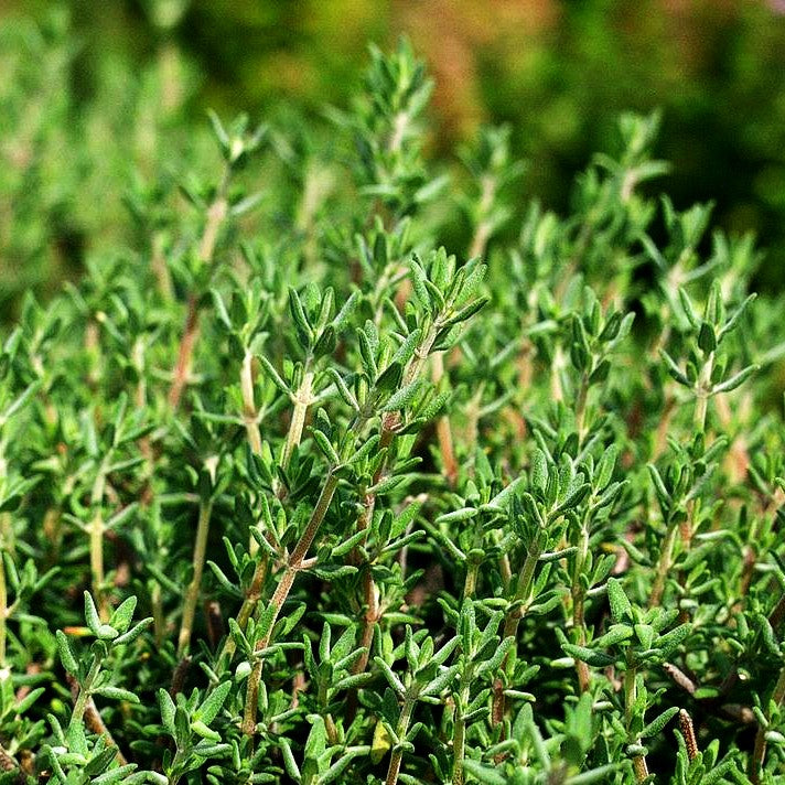 Orangen-Thymian 'Fragrantissimus' (Thymus vulgaris)