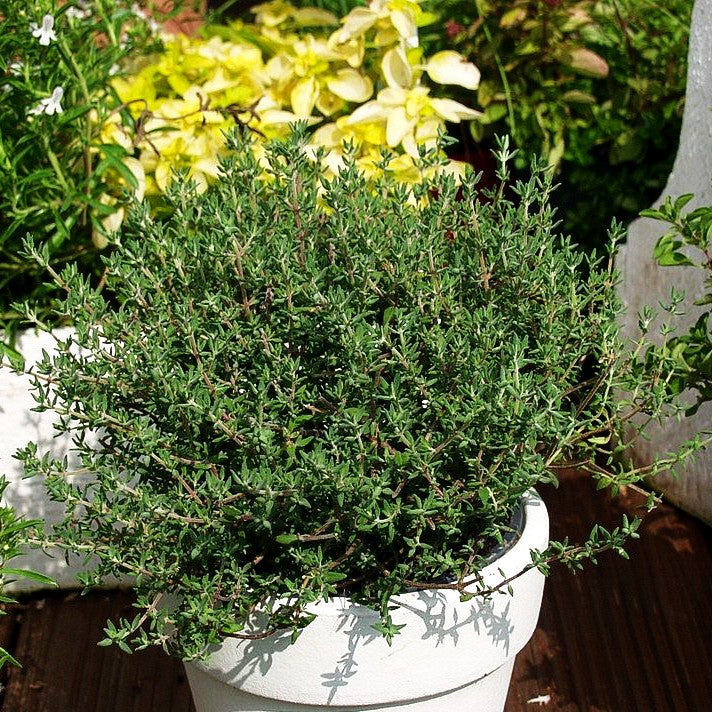 Orangen-Thymian 'Fragrantissimus' (Thymus vulgaris)