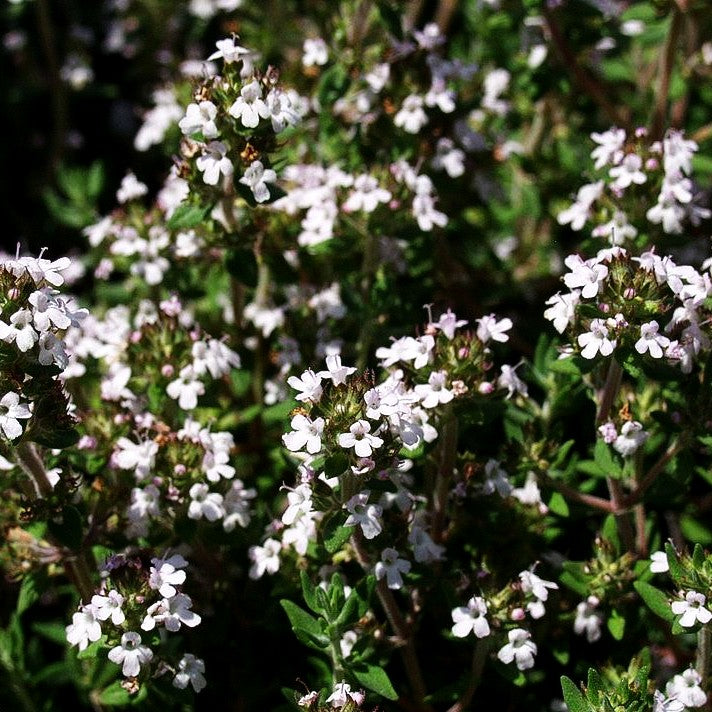 Orangen-Thymian 'Fragrantissimus' (Thymus vulgaris)