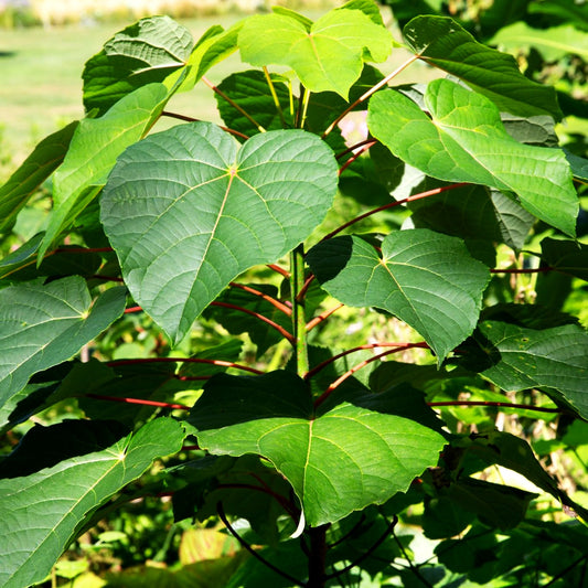 Orangenkirsche (Idesia polycarpa)