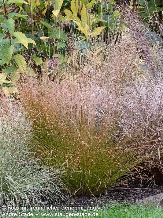 Orangerote Neuseeland-Segge 'Prairie Fire' (Carex testacea)