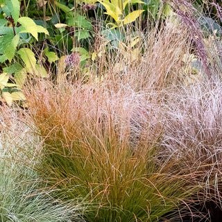 Orangerote Neuseeland-Segge 'Prairie Fire' (Carex testacea)