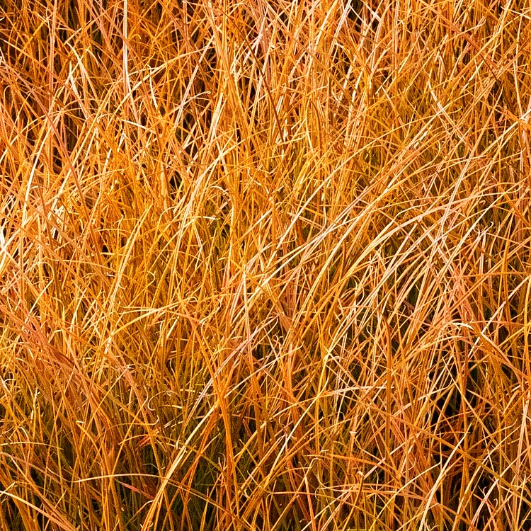 Orangerote Neuseeland-Segge 'Prairie Fire' (Carex testacea)