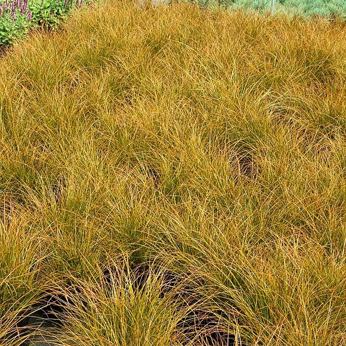 Orangerote Neuseeland-Segge 'Prairie Fire' (Carex testacea)