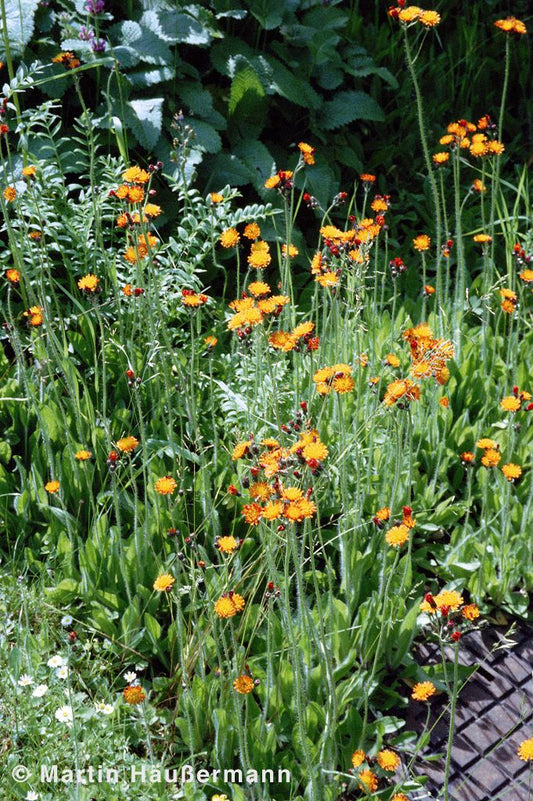 Orangerotes Habichtskraut (Hieracium aurantiacum)