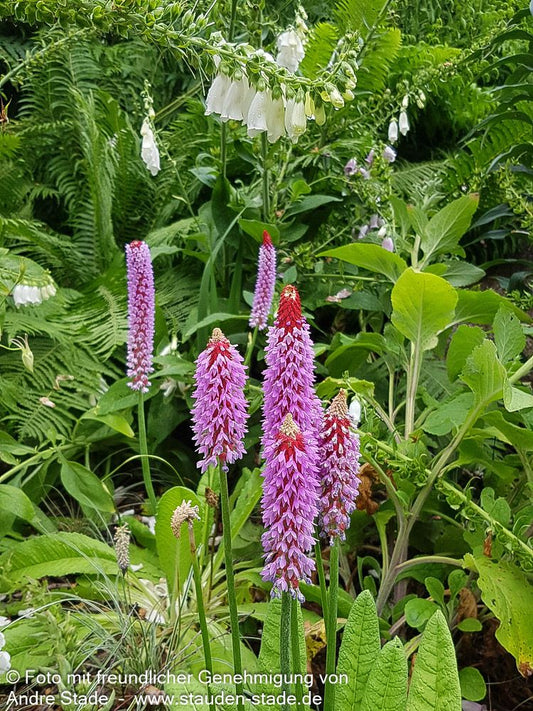 Orchideen-Primel (Primula vialii)