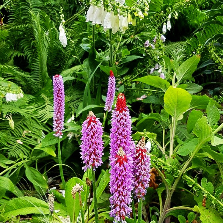 Orchideen-Primel (Primula vialii)