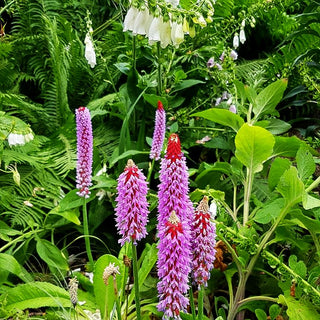 Orchideen-Primel (Primula vialii)