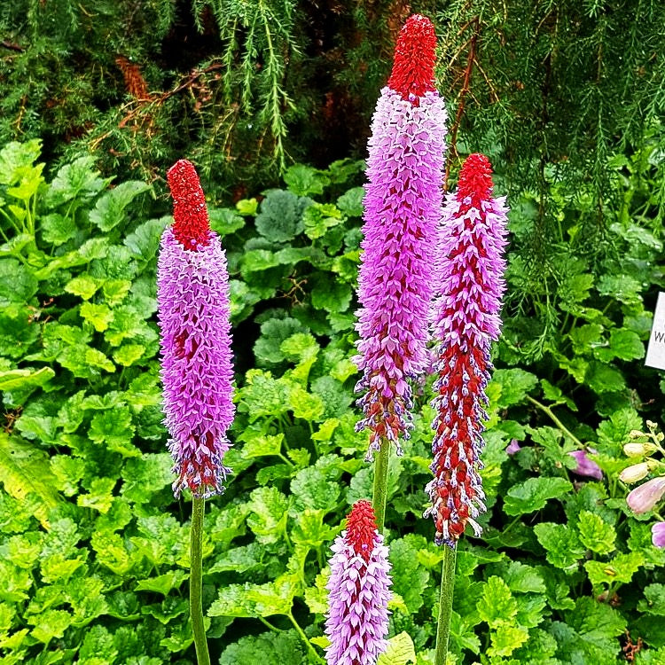 Orchideen-Primel (Primula vialii)