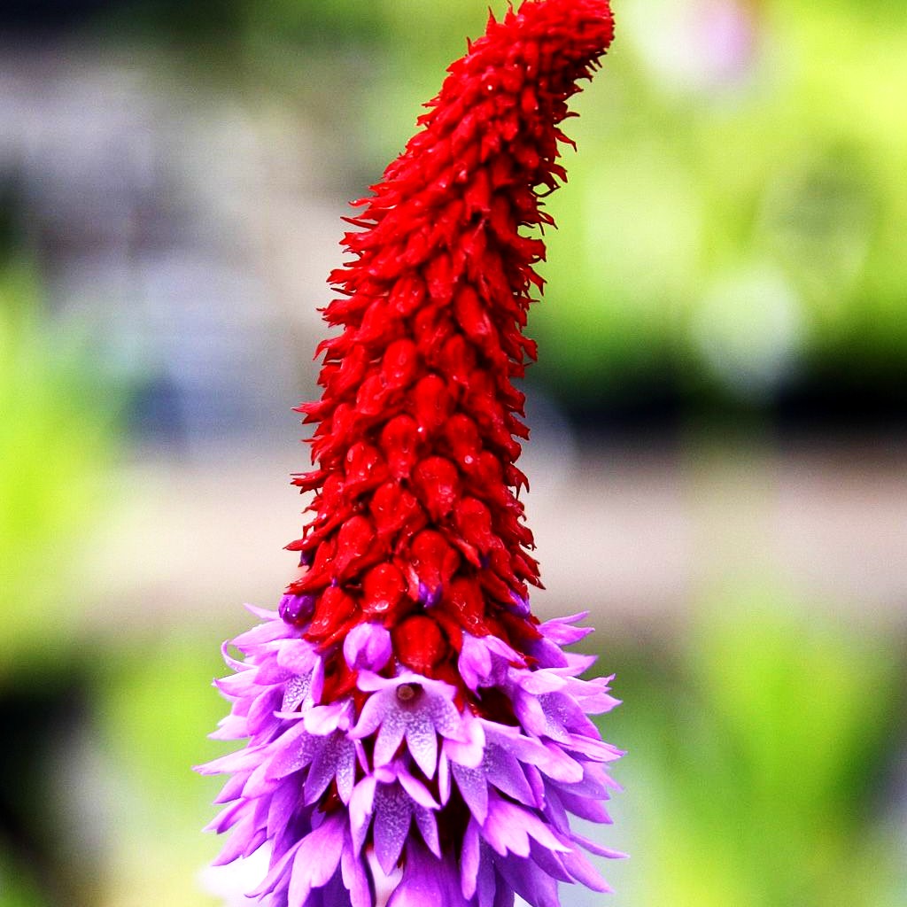 Orchideen-Primel (Primula vialii)