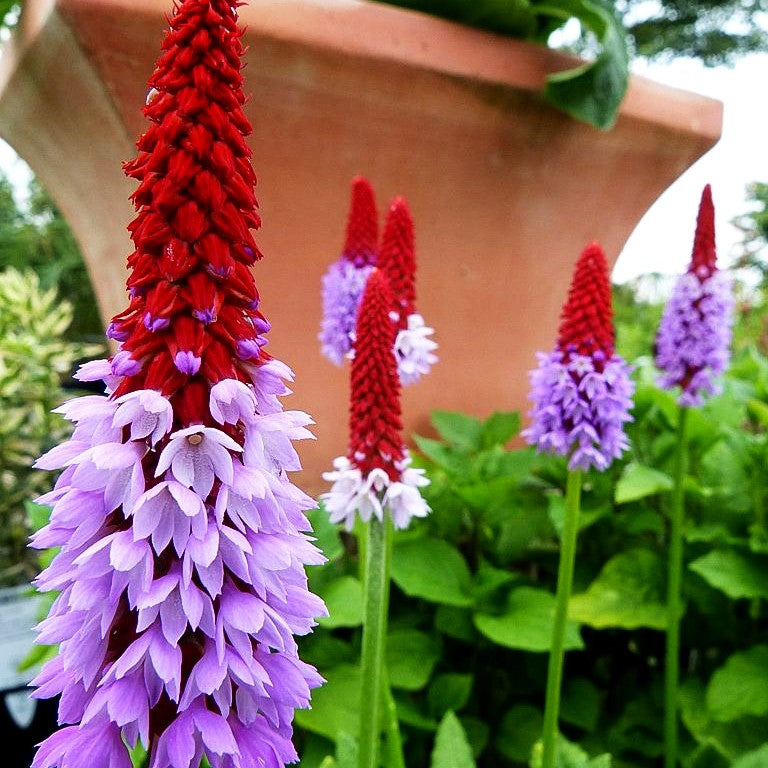 Orchideen-Primel (Primula vialii)