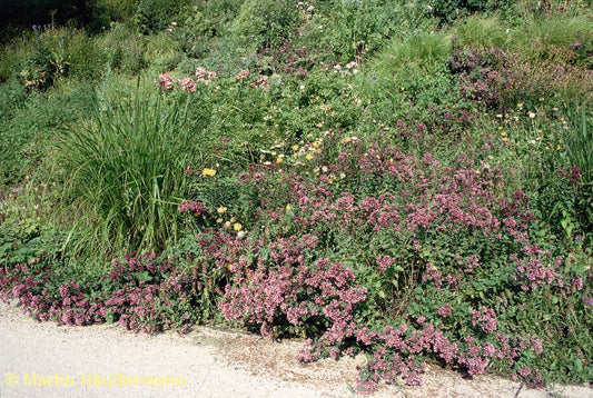 Oregano (Origanum vulgare)