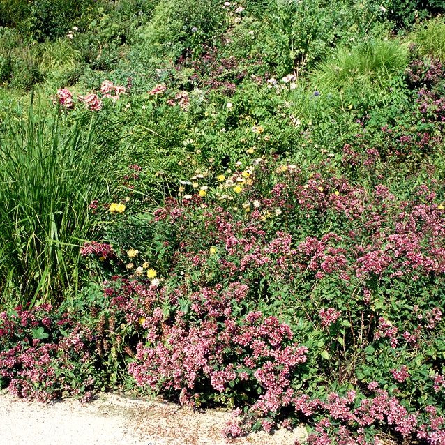 Oregano (Origanum vulgare)