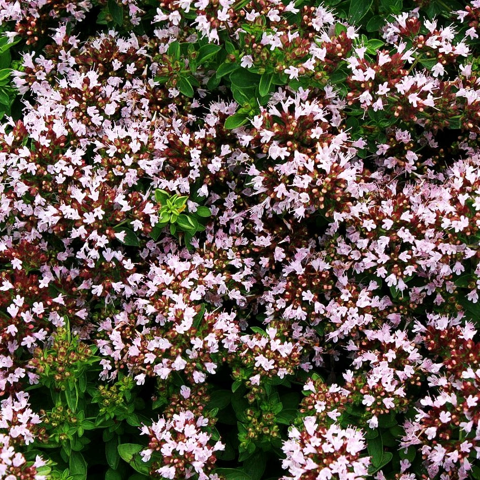 Oregano (Origanum vulgare)