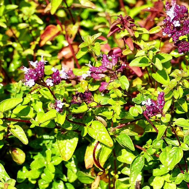 Oregano (Origanum vulgare)