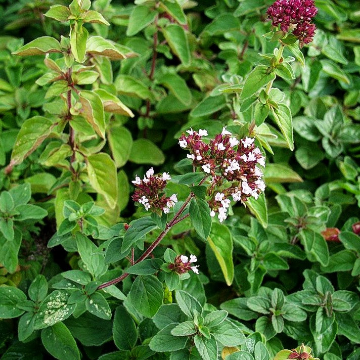 Oregano (Origanum vulgare)
