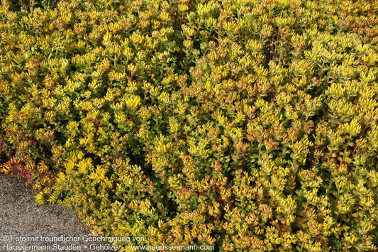 Oregon-Fettblatt (Sedum oreganum)