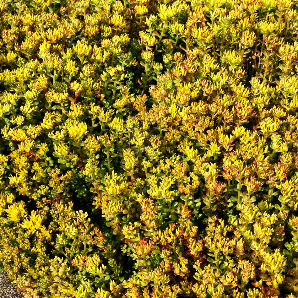 Oregon-Fettblatt (Sedum oreganum)