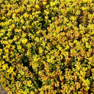 Oregon-Fettblatt (Sedum oreganum)