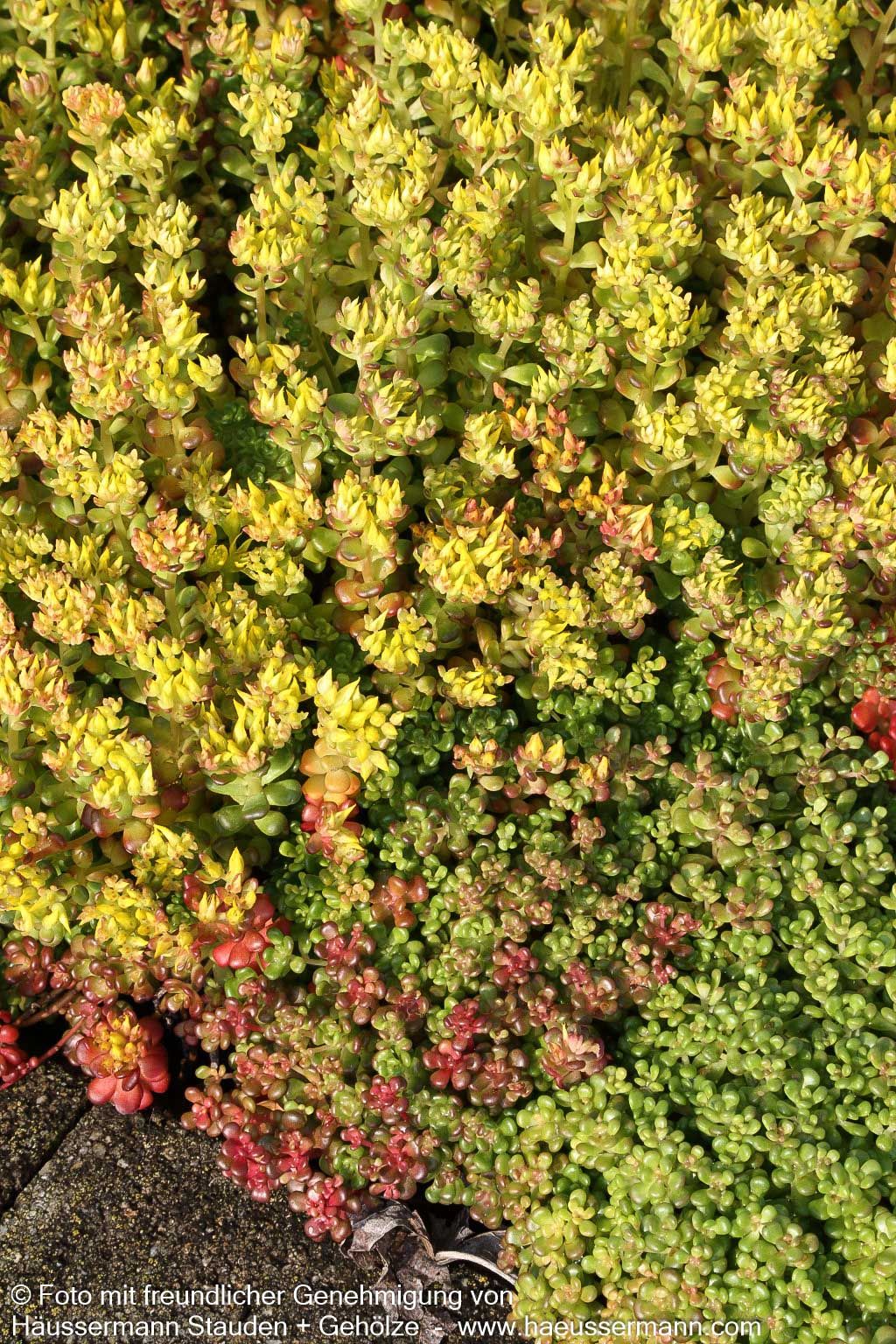 Oregon-Fettblatt (Sedum oreganum)