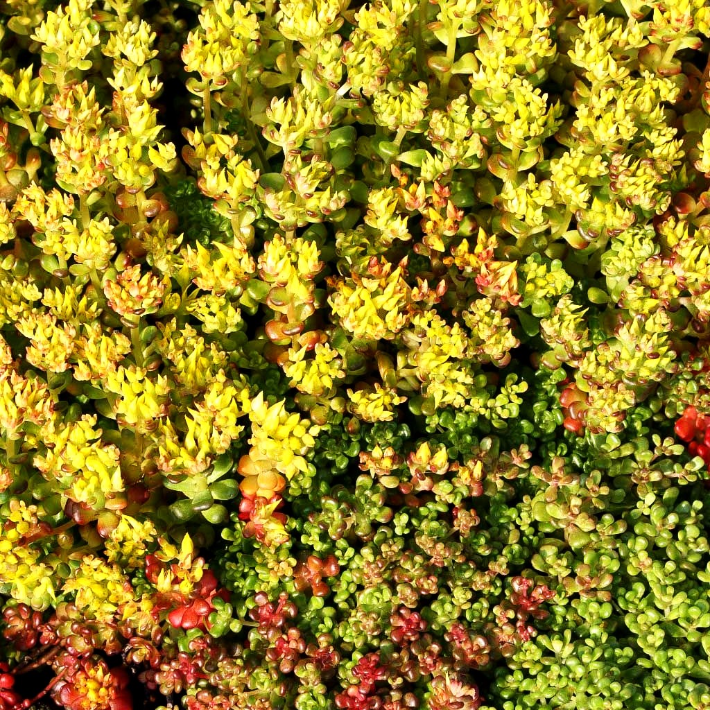Oregon-Fettblatt (Sedum oreganum)